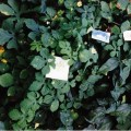 Flowers for Flyers – Playa del Carmen, Mexico&nbsp;(1999)