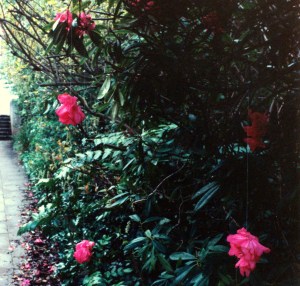 view of path cropped