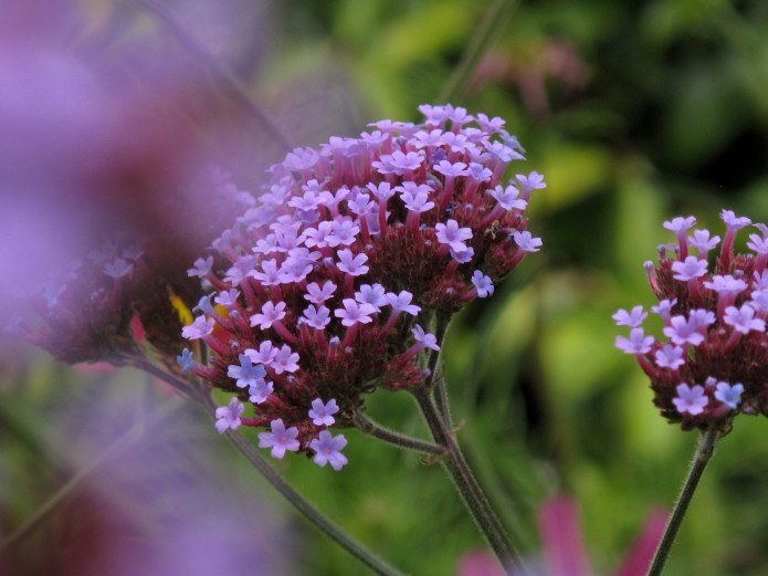Purpletop Verbena