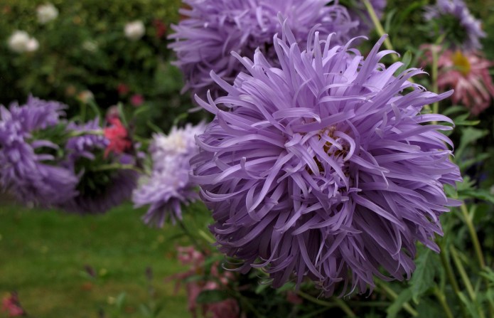 Spider Chrysanthemum